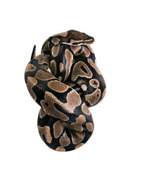 The ball python (Python regius), royal python. Snake lies in the shape of a heart. Isolated on white background