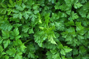 Leaf parsley grows in open ground