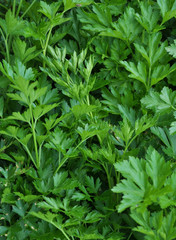 Fototapeta na wymiar Leaf parsley grows in open ground