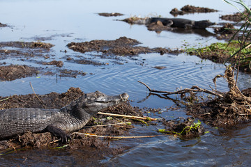 Dark alligators (Caiman yacare) in Esteros del Ibera, Argentina.