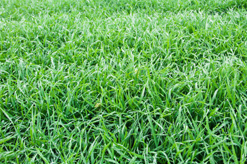 Green grass and dew on it. Top view