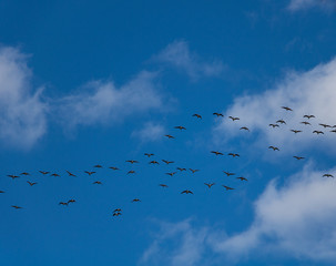 Geese in the sky. Birds in the sky.