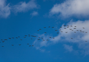 Geese in the sky. Birds in the sky.