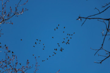 Geese in the sky. Birds in the sky.