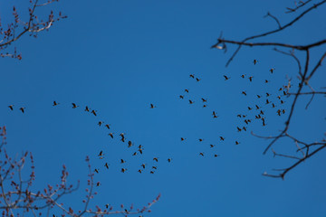 Geese in the sky. Birds in the sky.