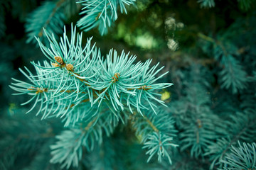 Naklejka na ściany i meble Macro shot of a Christmas tree