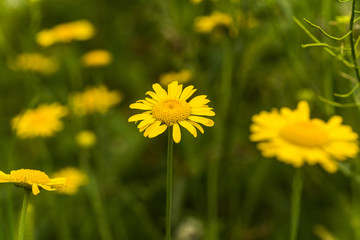 Yellow chamomile, Anthemis tinctoria, Cota tinctoria, the golden marguerite, oxeye chamomile, yellow flowers on the field. Honey plants of Europe.