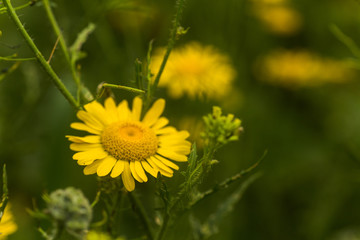 Yellow chamomile, Anthemis tinctoria, Cota tinctoria, the golden marguerite, oxeye chamomile, yellow flowers on the field. Honey plants of Europe.