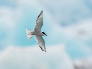The Arctic Tern, Sterna paradisaea is soaring and  looking for the fish, in the background are pieces of blue glacier, at the famous glacier lake Jökulsárlón in Iceland ..