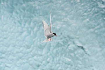 The Arctic Tern, Sterna paradisaea is soaring and  looking for the fish, in the background are pieces of blue glacier, at the famous glacier lake Jökulsárlón in Iceland ..