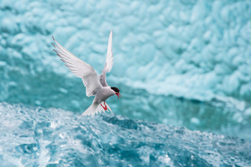 The Arctic Tern, Sterna paradisaea is soaring and  looking for the fish, in the background are...