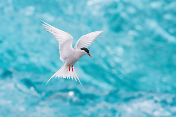 The Arctic Tern, Sterna paradisaea is soaring and  looking for the fish, in the background are pieces of blue glacier, at the famous glacier lake Jökulsárlón in Iceland ..
