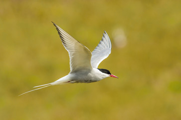 The Arctic Tern, Sterna paradisaea is flying and looking for its chicks to feed them, they nest in typical medow, at the famous Jökulsárlón glacier lake in Iceland
