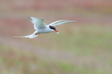 The Arctic Tern, Sterna paradisaea is flying and looking for its chicks to feed them, they nest in typical medow, at the famous Jökulsárlón glacier lake in Iceland