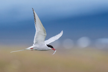 The Arctic Tern, Sterna paradisaea is flying and looking for its chicks to feed them, they nest in typical medow, at the famous Jökulsárlón glacier lake in Iceland