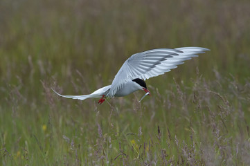 The Arctic Tern, Sterna paradisaea is flying and looking for its chicks to feed them, they nest in typical medow, at the famous Jökulsárlón glacier lake in Iceland