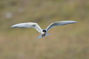 The Arctic Tern, Sterna paradisaea is flying and looking for its chicks to feed them, they nest in typical medow, at the famous Jökulsárlón glacier lake in Iceland