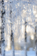 Naklejka na ściany i meble Snow and frost covered birch trees along pedestrian walkway.