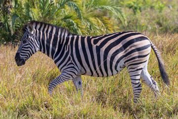 Zebra 10
