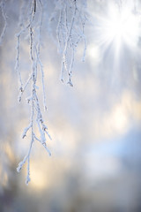 Frost covered birch tree (Betula pendula) branches in winter landscape backlight by the low angle...