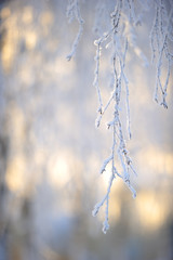 Frost covered birch tree (Betula pendula) branches in winter landscape backlight by the low angle sun. Selective focus and shallow depth of field.