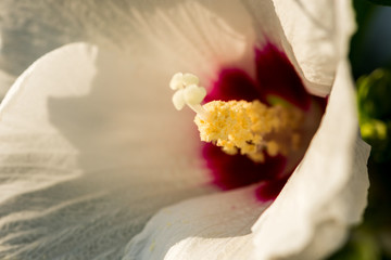 pestle flower bell closeup