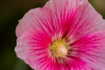 Mallow flowers close up