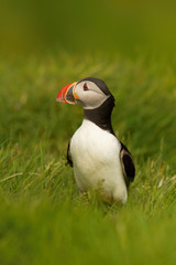 The Atlantic Puffin, Fratercula arctica is sitting in the green grass very clouse to its nesting hole. It is typical nesting habitat in the grass in small island named Mykines in the Faroe Islands...