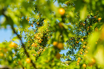 cherry plum on the tree