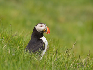 The Atlantic Puffin, Fratercula arctica is sitting in the green grass very clouse to its nesting hole. It is typical nesting habitat in the grass in small island named Mykines in the Faroe Islands...