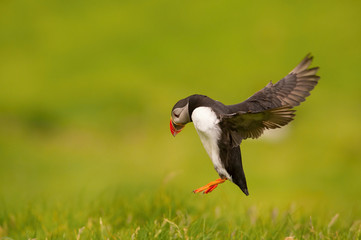 The Atlantic Puffin, Fratercula arctica is flying in the green background clouse to its nesting hole. It is typical nesting habitat in the grass in small island named Mykines in the Faroe Islands...