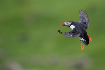 The Atlantic Puffin, Fratercula arctica is flying in the green background clouse to its nesting hole. It is typical nesting habitat in the grass in small island named Mykines in the Faroe Islands...