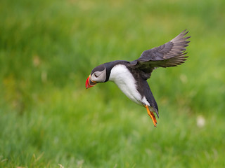 The Atlantic Puffin, Fratercula arctica is flying in the green background clouse to its nesting hole. It is typical nesting habitat in the grass in small island named Mykines in the Faroe Islands...