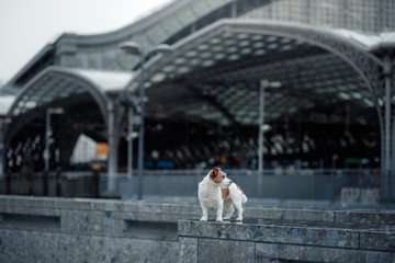 Fototapeta premium little dog in the city. travel with your pet. Jack Russell Terrier dog on the background of architecture
