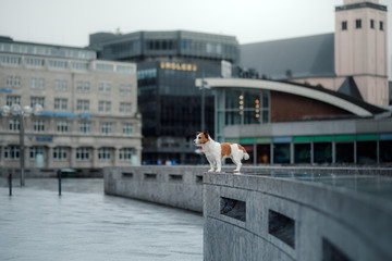 little dog in the city. travel with your pet. Jack Russell Terrier dog on the background of...