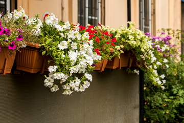 Fototapeta na wymiar flowers in pots decorate the wall