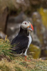 The Atlantic puffin, Fratercula arctica is sitting in the grass very clouse to its nesting hole. It is typical nesting habitat in the grass on the high cliffs on the Atlantic coast in Iceland