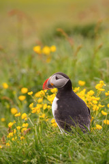 The Atlantic puffin, Fratercula arctica is sitting in the grass very clouse to its nesting hole. It is typical nesting habitat in the grass on the high cliffs on the Atlantic coast in Iceland