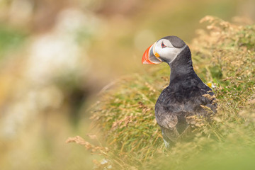 The Atlantic puffin, Fratercula arctica is sitting in the grass very clouse to its nesting hole. It is typical nesting habitat in the grass on the high cliffs on the Atlantic coast in Iceland