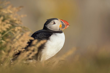 The Atlantic puffin, Fratercula arctica is sitting in the grass very clouse to its nesting hole. It is typical nesting habitat in the grass on the high cliffs on the Atlantic coast in Iceland