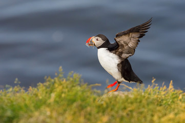 Obraz premium The Atlantic Puffin, Fratercula arctica is sitting in the grass, very clouse to its nesting hole. It is typical nesting habitat in the grass on the high cliffs on the Atlantic coast in Iceland