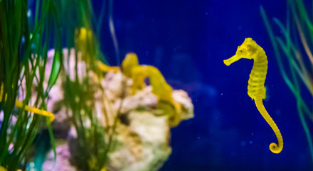 common yellow estuary sea horse in macro closeup with seahorse family in the background marine life fish portrait