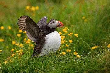 The Atlantic Puffin, Fratercula arctica is sitting in the grass, very clouse to its nesting hole. It is typical nesting habitat in the grass on the high cliffs on the Atlantic coast in Iceland