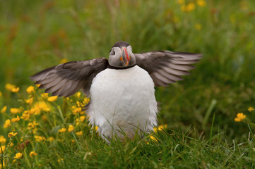 The Atlantic Puffin, Fratercula arctica is sitting in the grass, very clouse to its nesting hole. It is typical nesting habitat in the grass on the high cliffs on the Atlantic coast in Iceland
