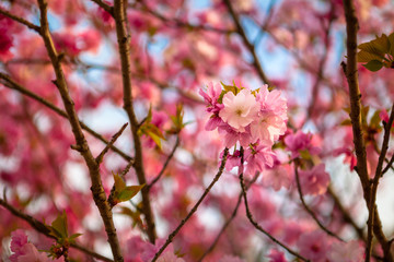 Sakura e Hanami al Parco di Ueno Tokyo