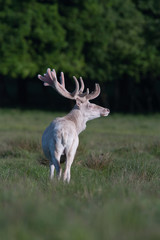 The white Red Deer is standing in the spring meadow