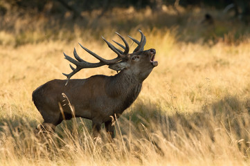 The Red Deer, Cervus elaphus stands in dry grass, in typical autumn environment, majestic animal proudly wearing his antlers, sparkle in the eye, ready to fight for an ovulating hind...