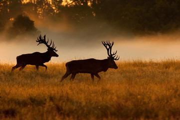The Red Deer, Cervus elaphus stands in dry grass, in typical autumn environment, majestic animal...