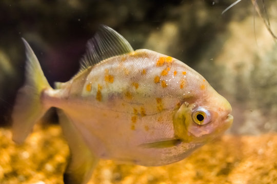 silver dollar fish species a redhook myleus a famous exotic aquarium fish pet