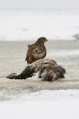 The Common Buzzard, Buteo buteo is sitting on the skeleton of wild boar in winter environment of wildlife. In the foreground is a snow...